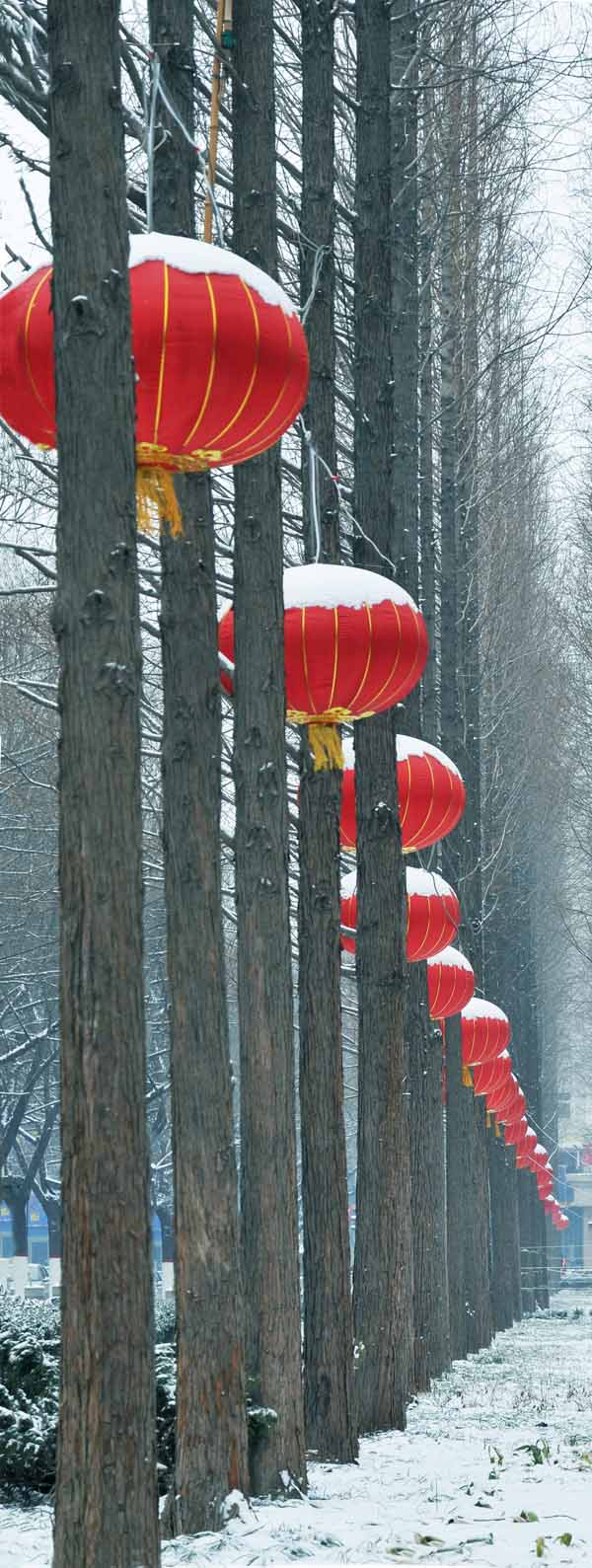 节前雪后