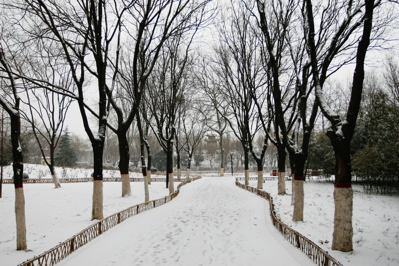在雪中