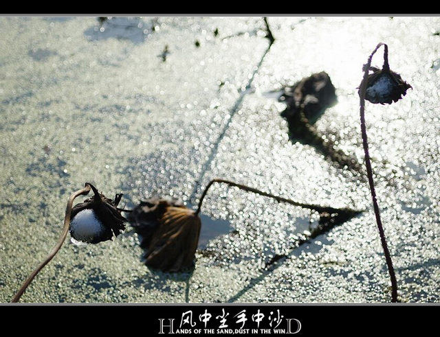 [原创]雪色寒塘