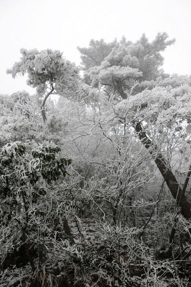 九华山雪景