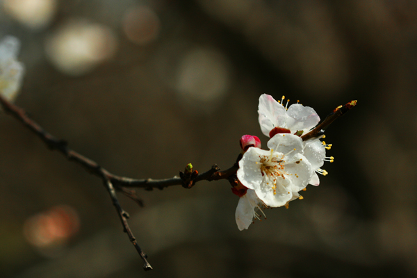 梅花迎春来