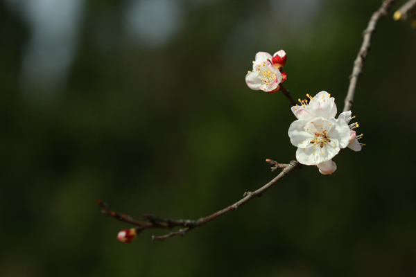 梅花迎春来