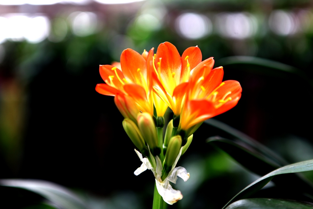 花卉