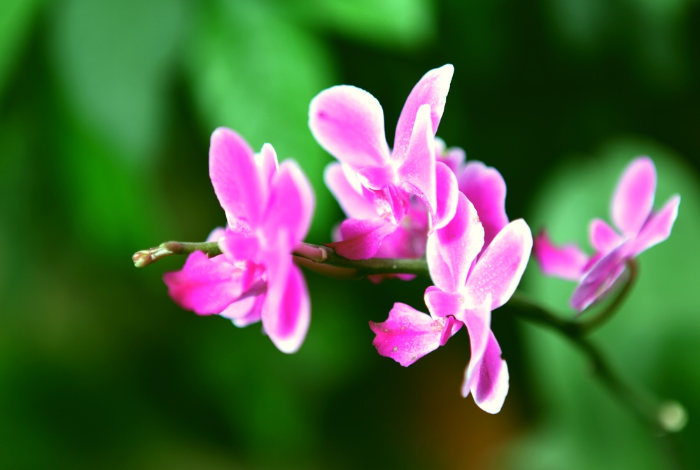 花卉