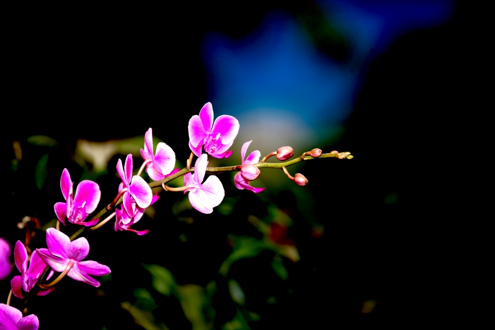花卉