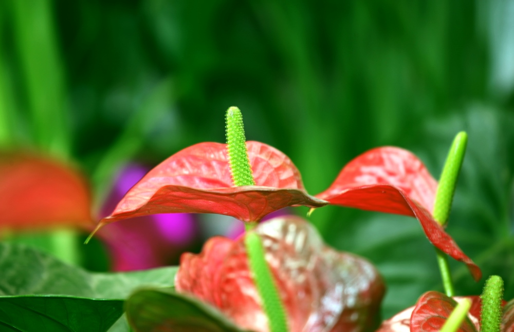花卉
