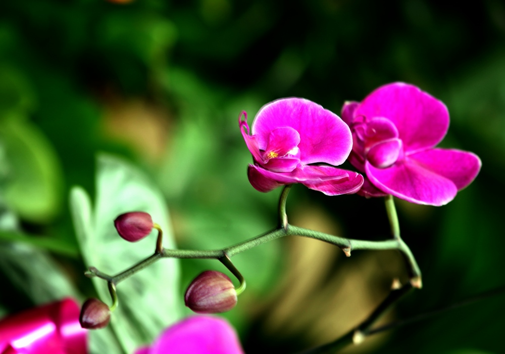 花卉