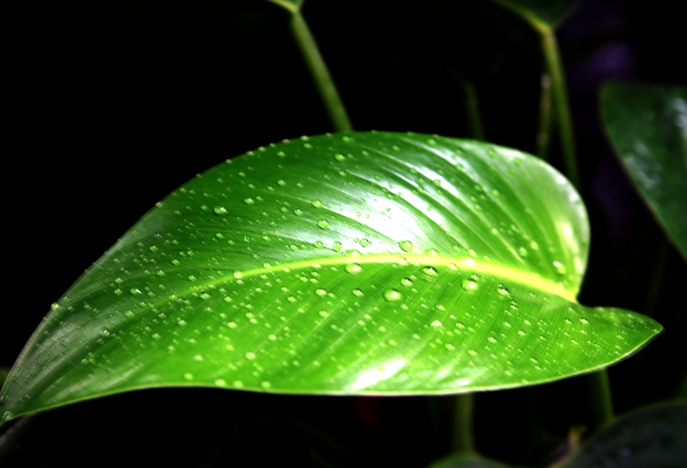 花卉