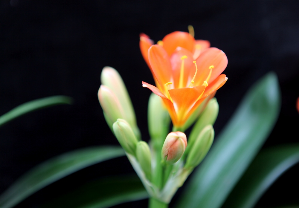 花卉