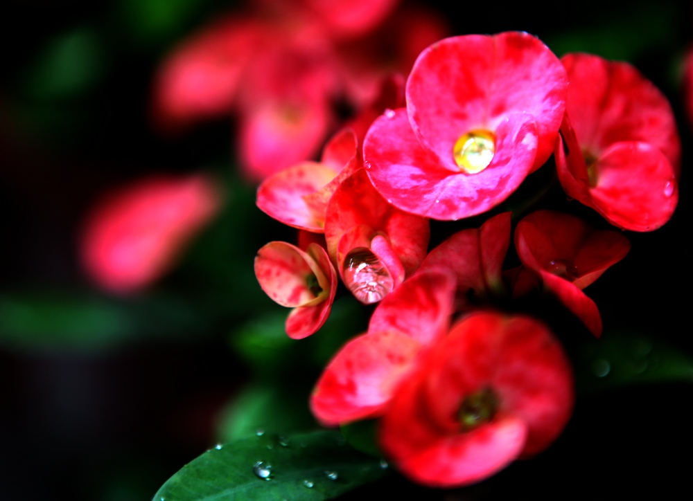 花卉