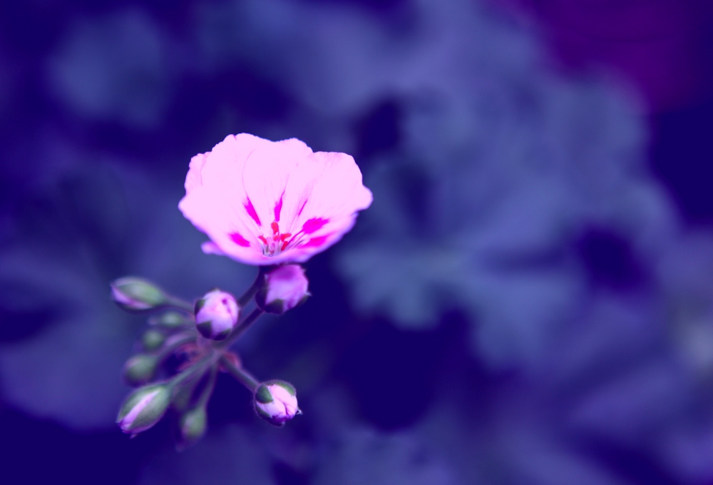 花卉