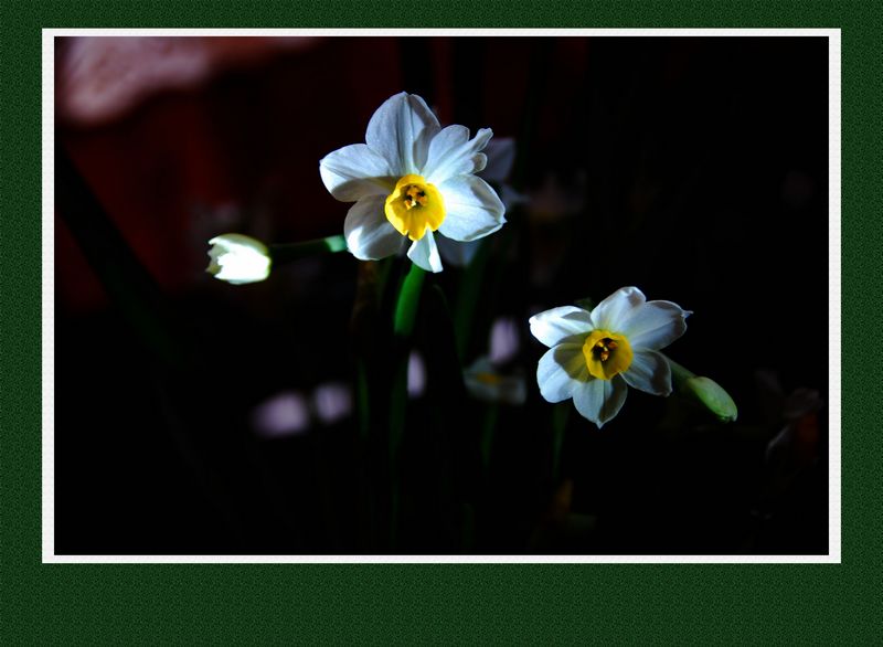 原创《花卉》水仙花