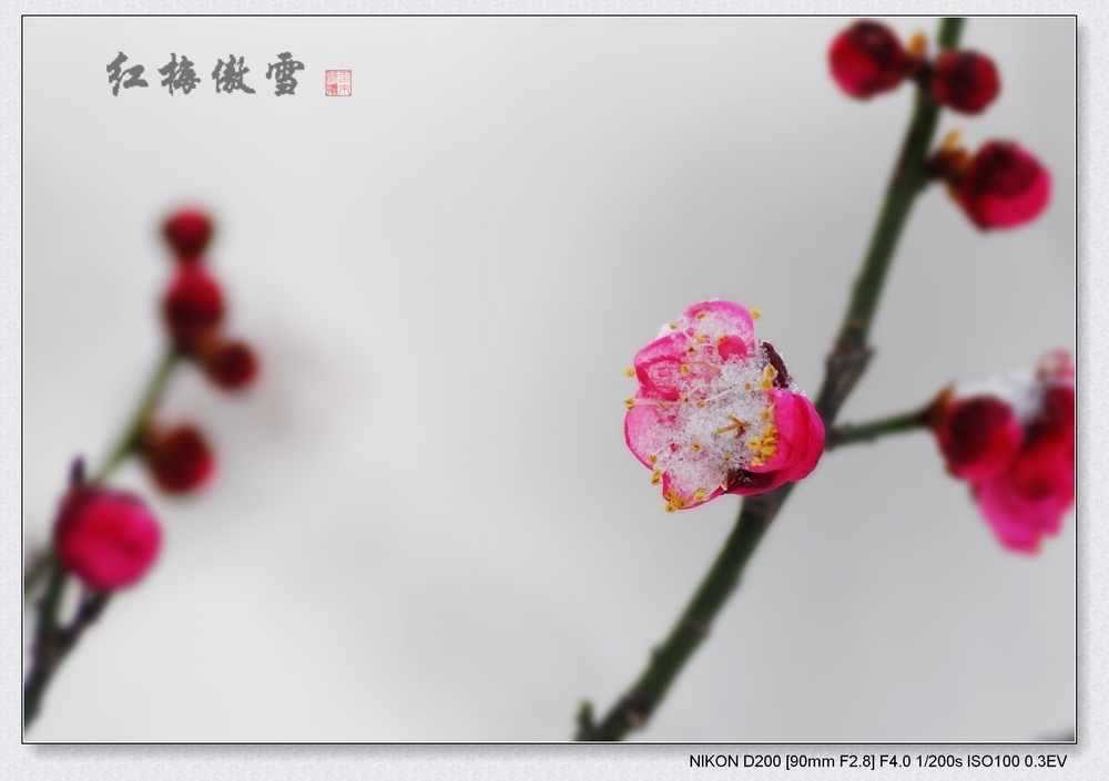 3月1日  雪中红梅
