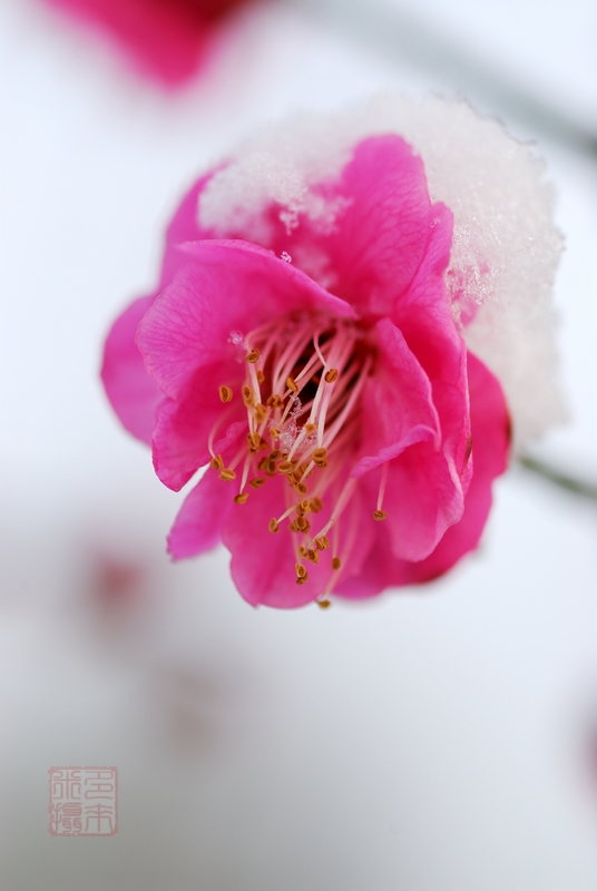 3月1日  雪中红梅