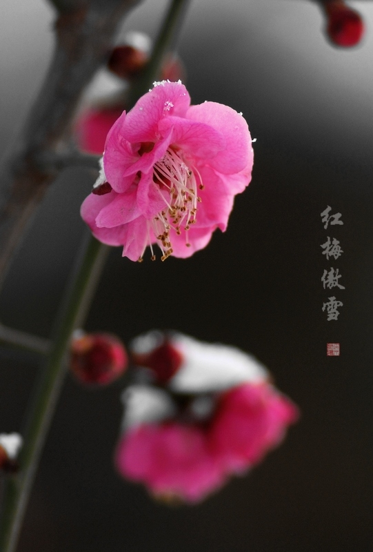 3月1日  雪中红梅