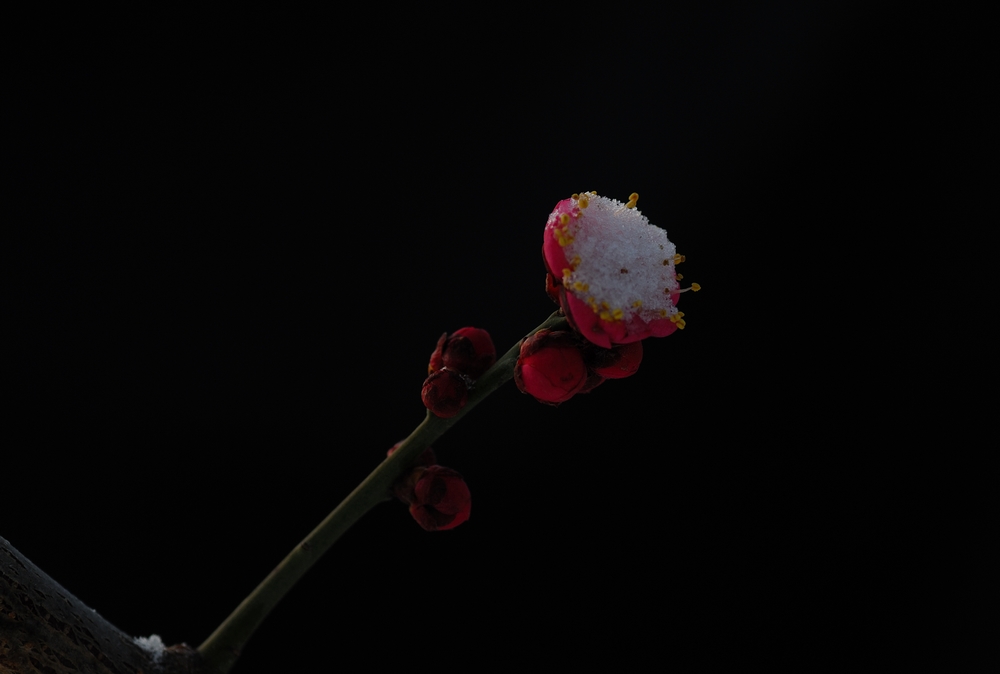 3月1日  雪中红梅