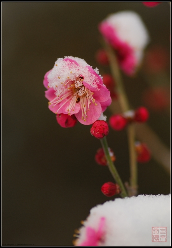 3月1日  雪中红梅