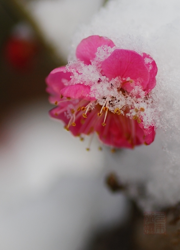 3月1日  雪中红梅