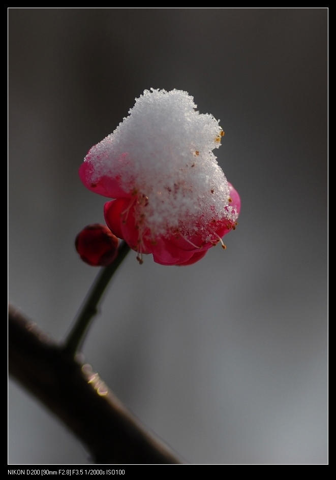 3月1日  雪中红梅