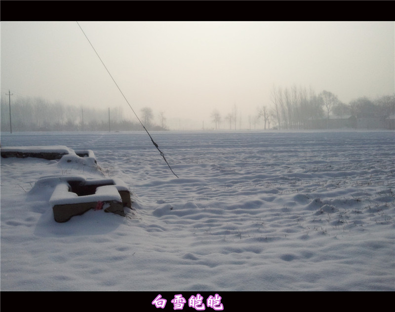 雪后麦田