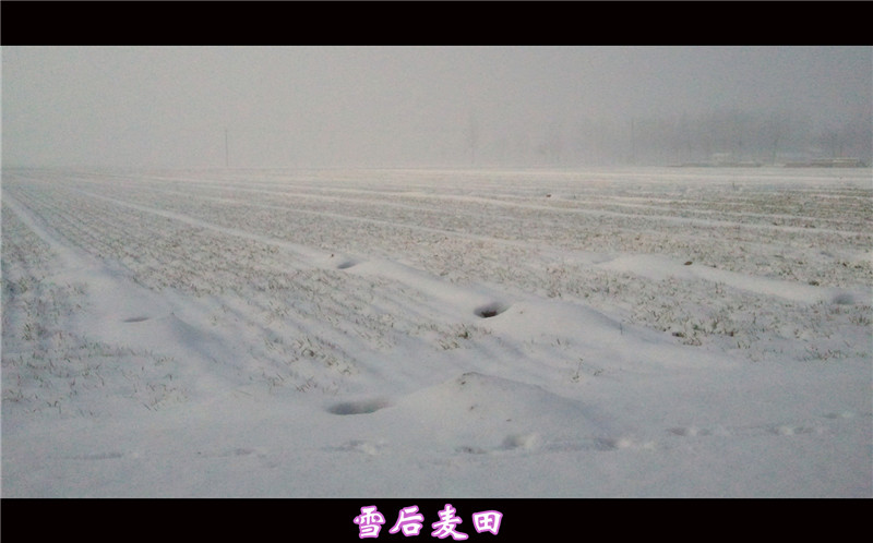 雪后麦田