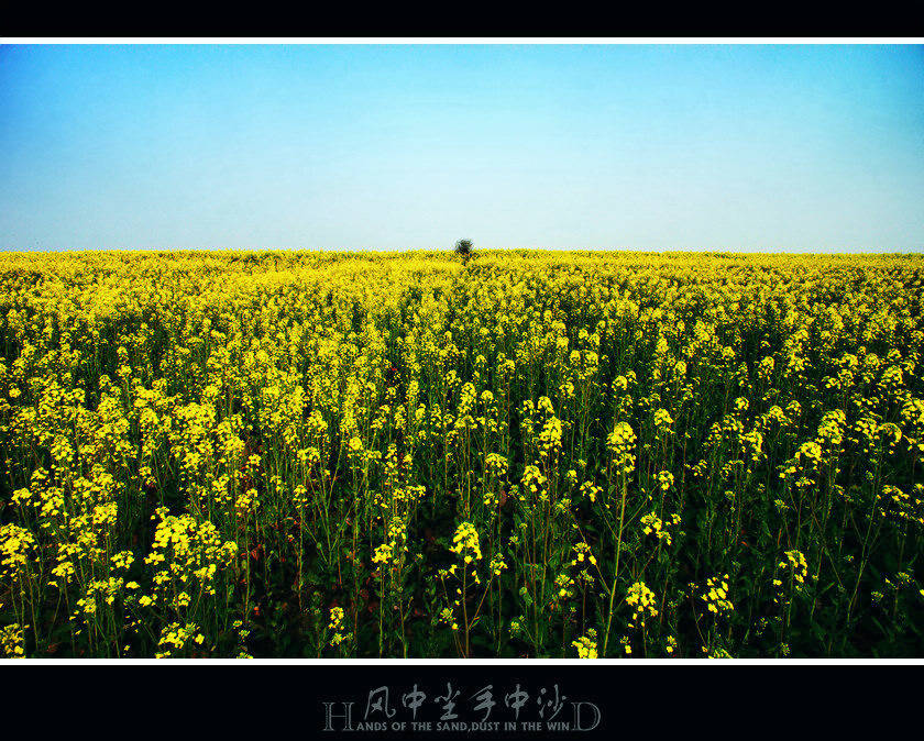 故乡天下黄花