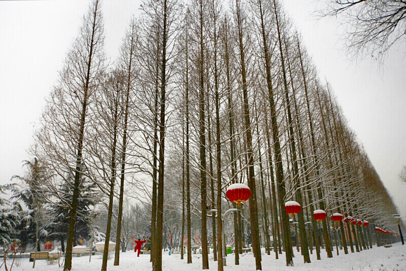 落雪有情春来早——身边小片一组