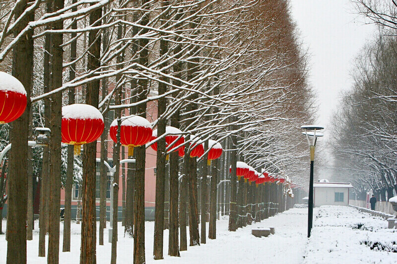 落雪有情春来早——身边小片一组