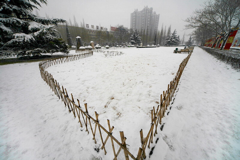 落雪有情春来早——身边小片一组