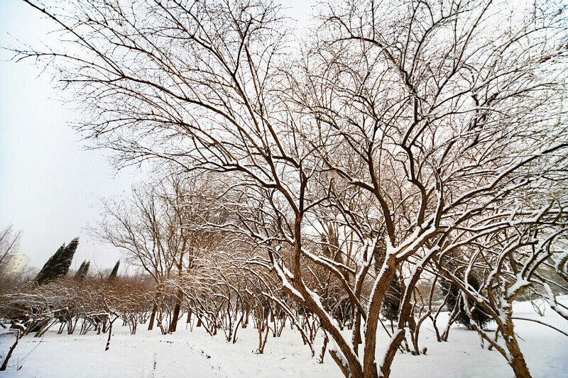 落雪有情春来早——身边小片一组