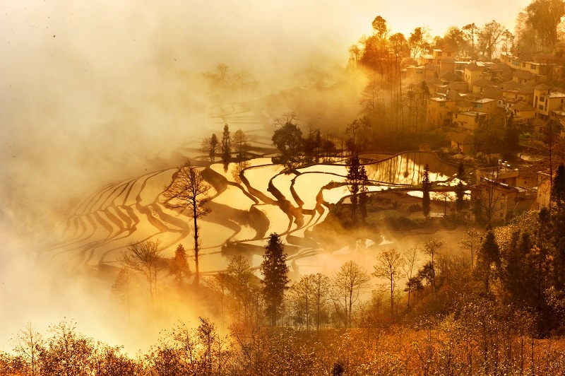 云南多依树景色