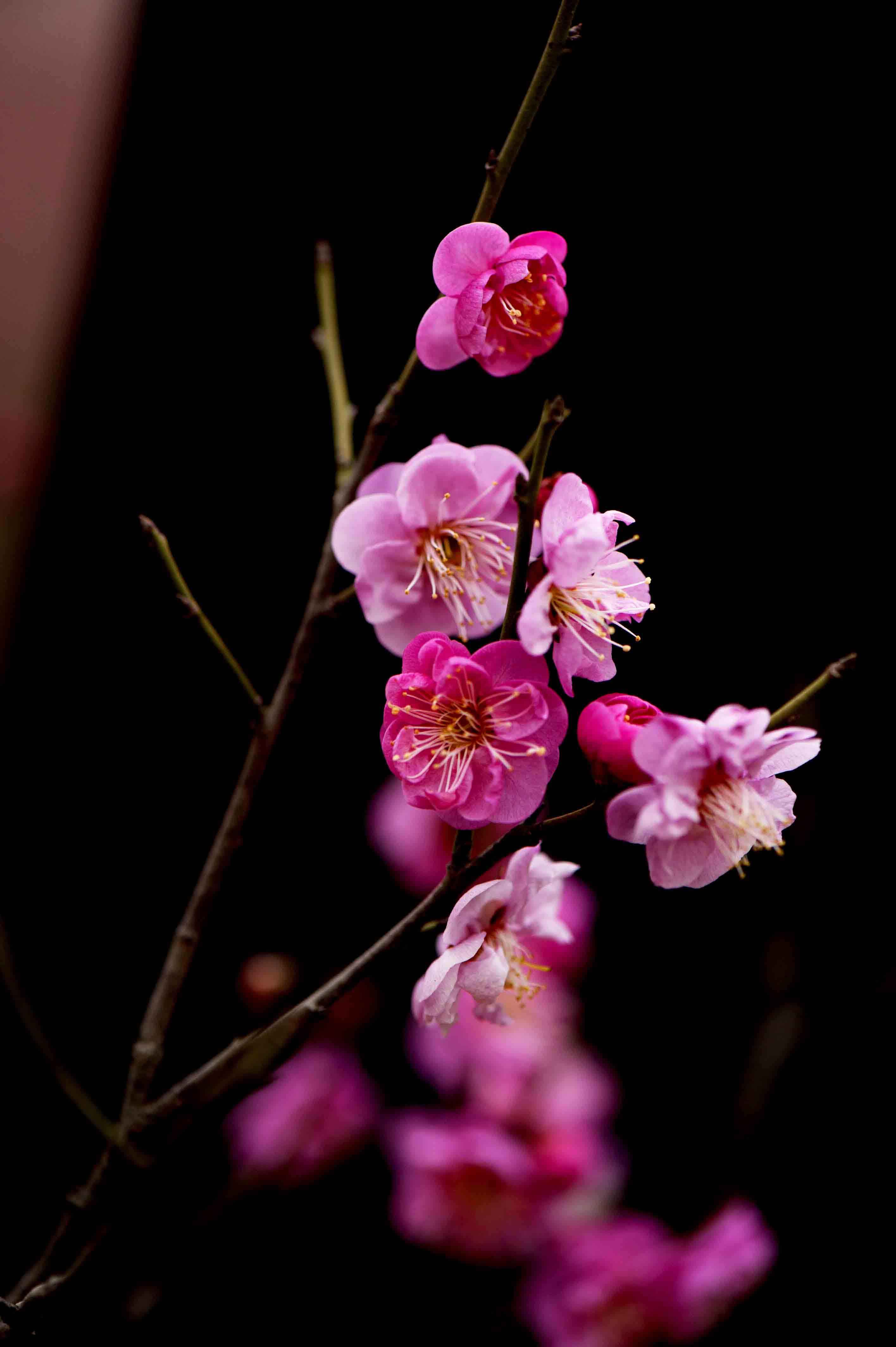 梅花报春