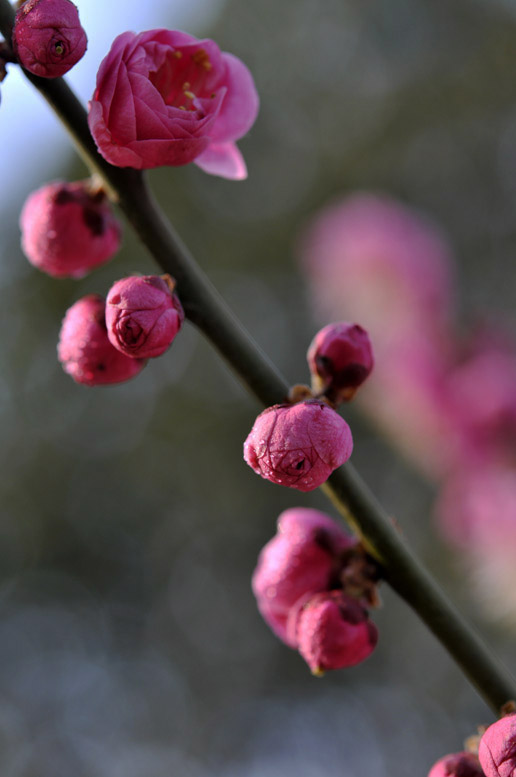 梅花儿开