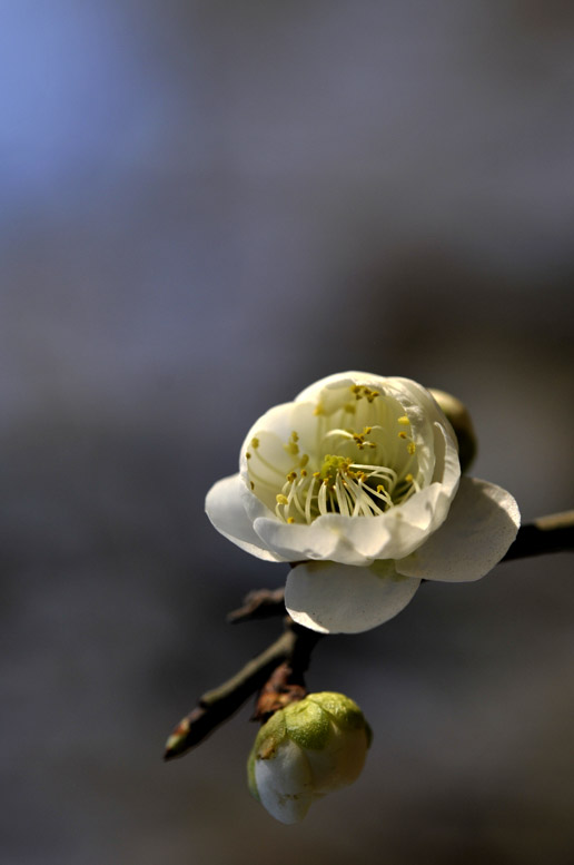 梅花儿开
