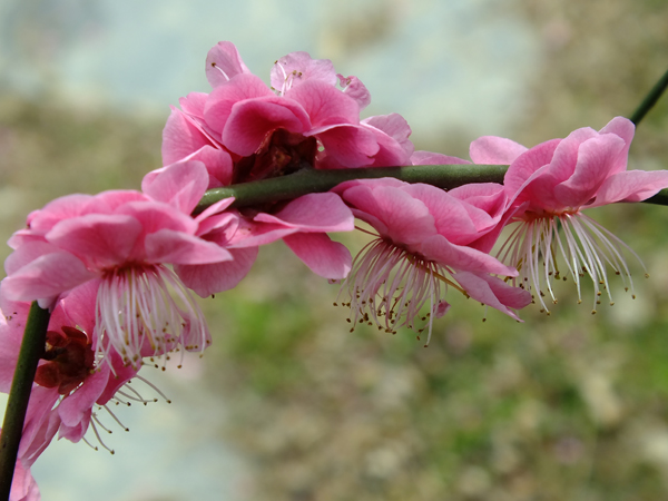 梅花