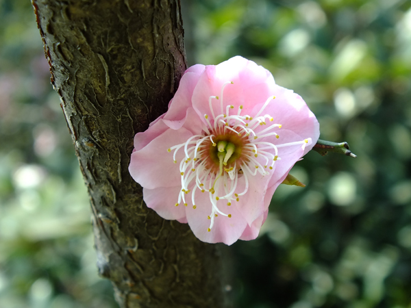 梅花