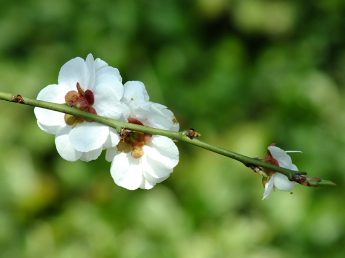 梅花