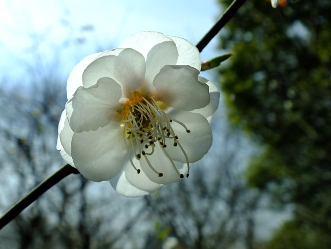 梅花