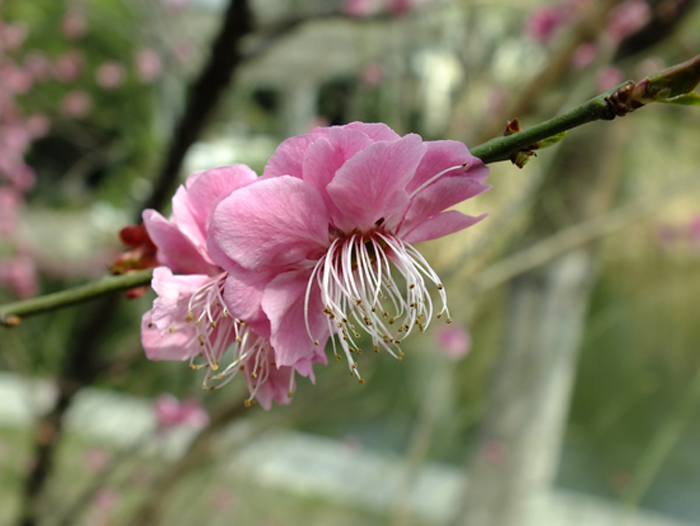 梅花