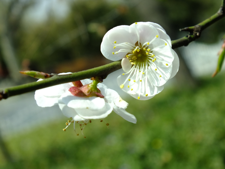 梅花