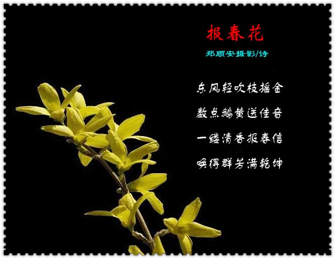 [诗配画]报春花