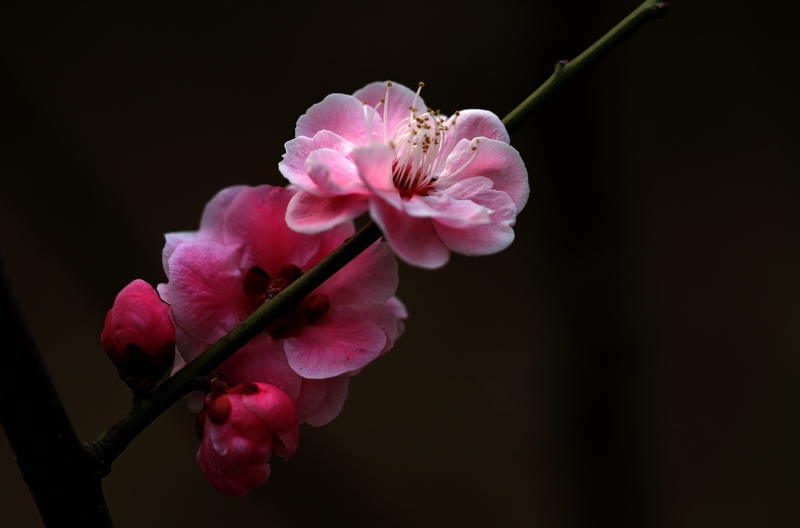 [原创] 几朵红梅花