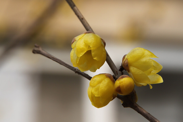 腊梅迎春[原创]