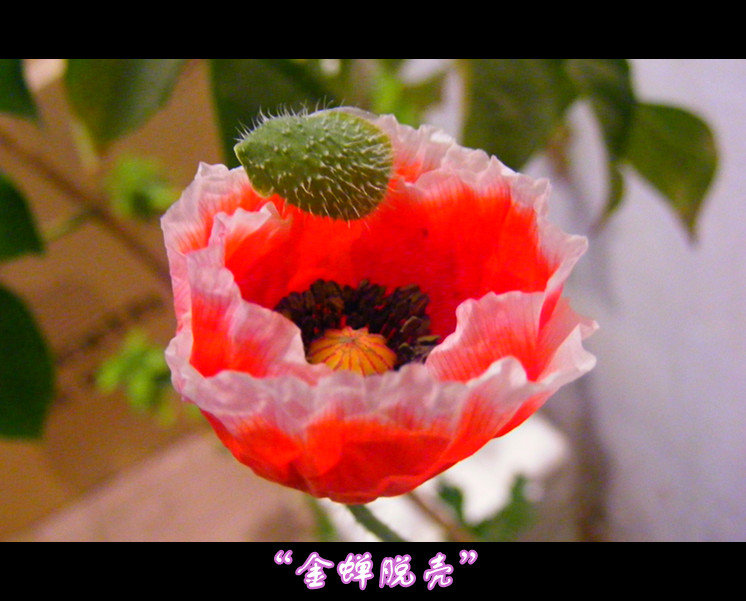 窗外雪花飞舞，室内红花娇艳