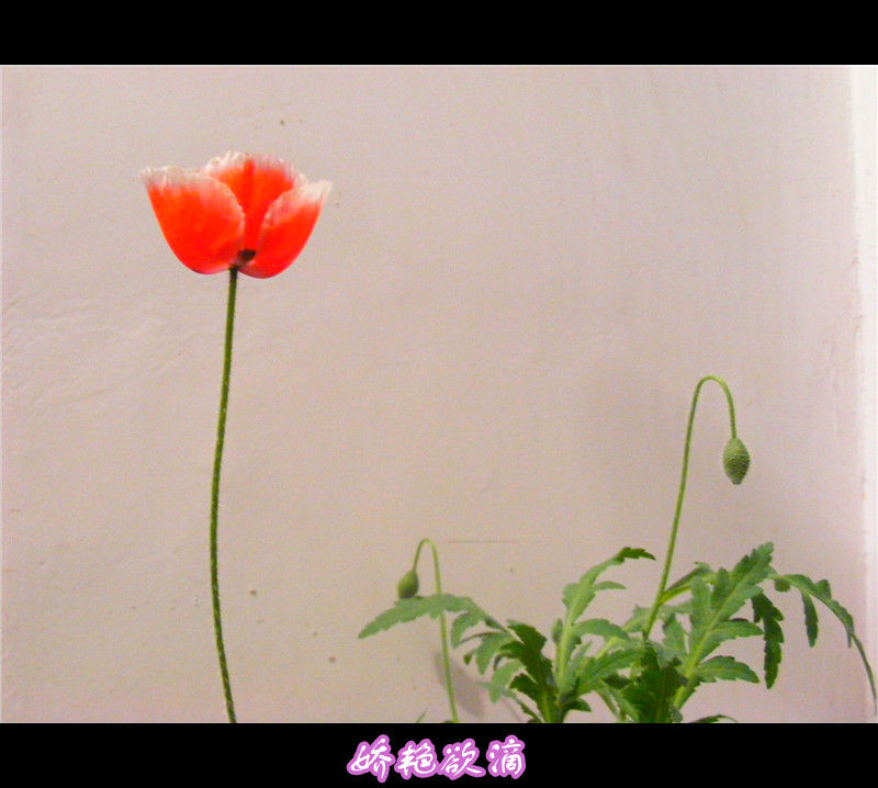 窗外雪花飞舞，室内红花娇艳