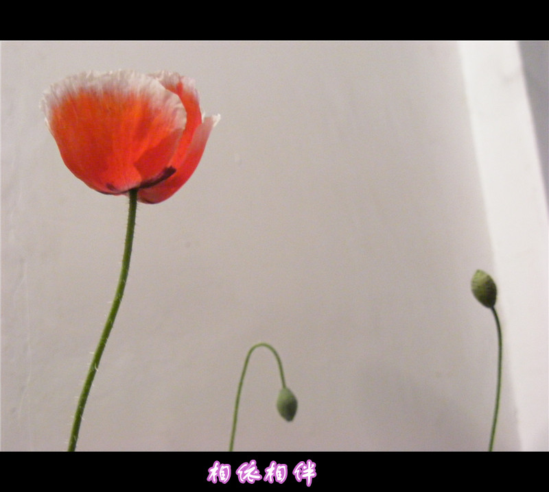 窗外雪花飞舞，室内红花娇艳