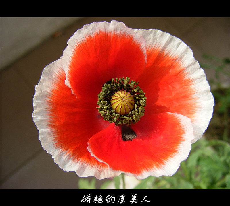 窗外雪花飞舞，室内红花娇艳