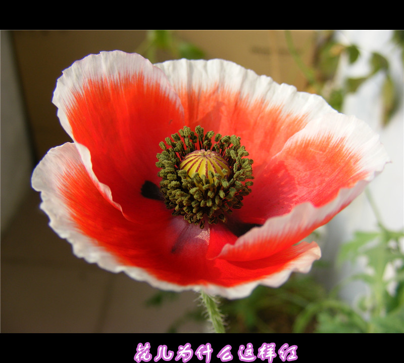 窗外雪花飞舞，室内红花娇艳
