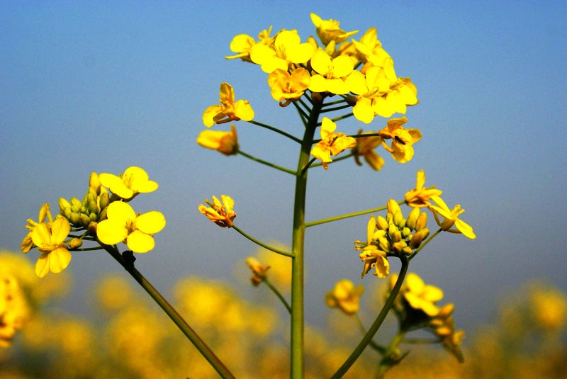 [原创]三月花烂漫 油区风景美
