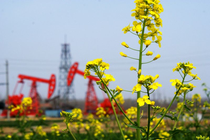 [原创]三月花烂漫 油区风景美